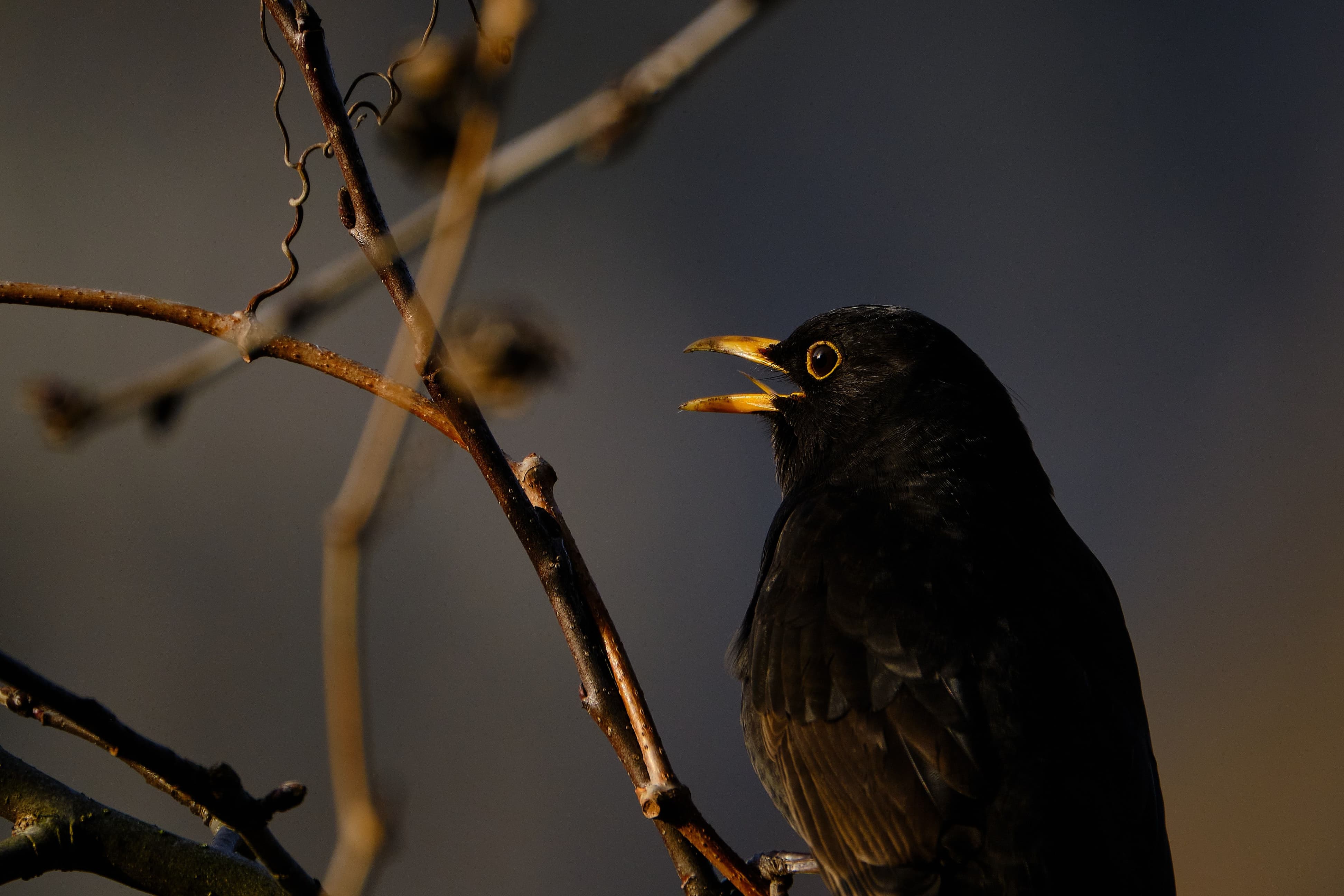 singende Amsel