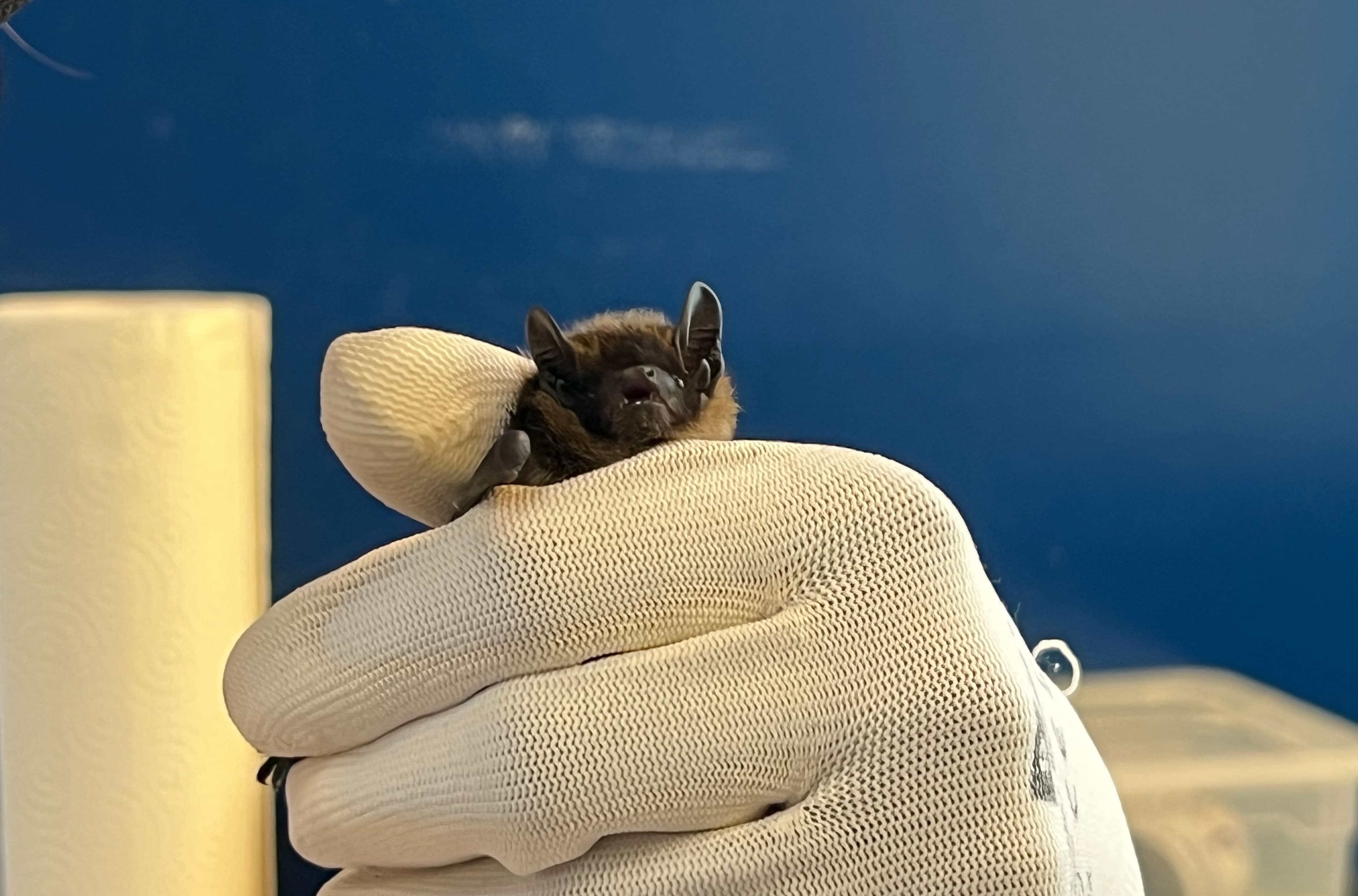 Jenny Ammann beim Füttern einer Zwergfledermaus; in der Pflege müssen zum Schutz für Pflegende und Fledermäuse Handschuhe und Maske getragen werden.