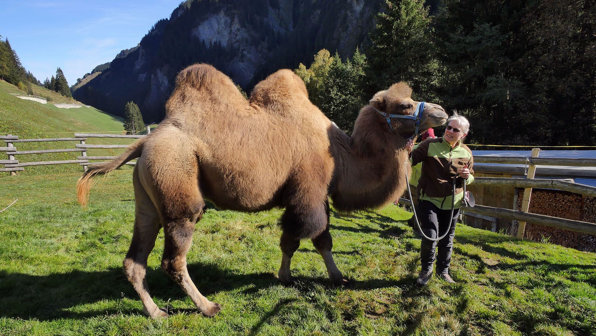 Angelika Bandli mit einem ihrer Kamele. Neben Kamelen hat sie auch eine Yak-Herde. (Foto: Dominik Landwehr, 15.10.2021)